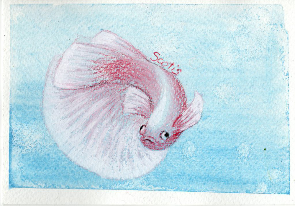 Aquarelle d'un betta splendens (poisson combattant) rouge et blanc