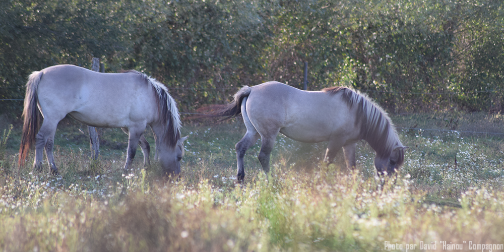 Chevaux Tarpan broutant au parc de Ste Croix