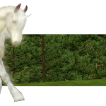 Foire Aux Questions Sims 3 – Chevaux et écuries