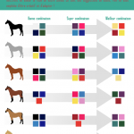 Choisir la couleur de l’équipement de son cheval