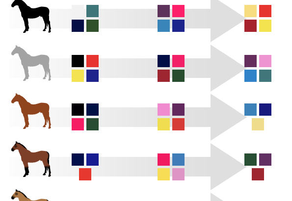 Infographie équestre pour aider les cavaliers à choisir la couleur de l'équipement de leur chevaux