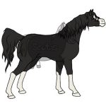 Cheval arabe noir