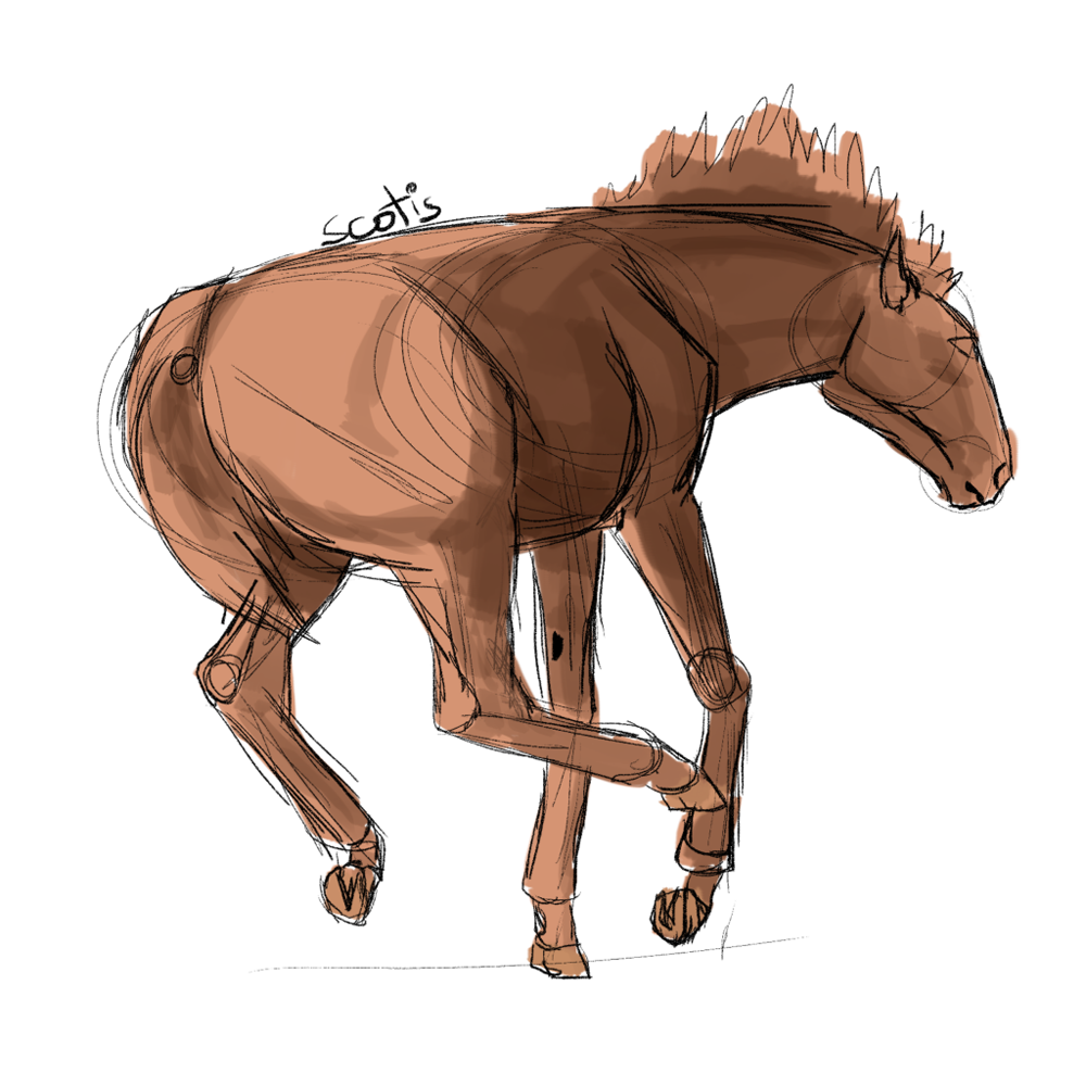 Poulain de selle alezan ruant, sketch par Scotis