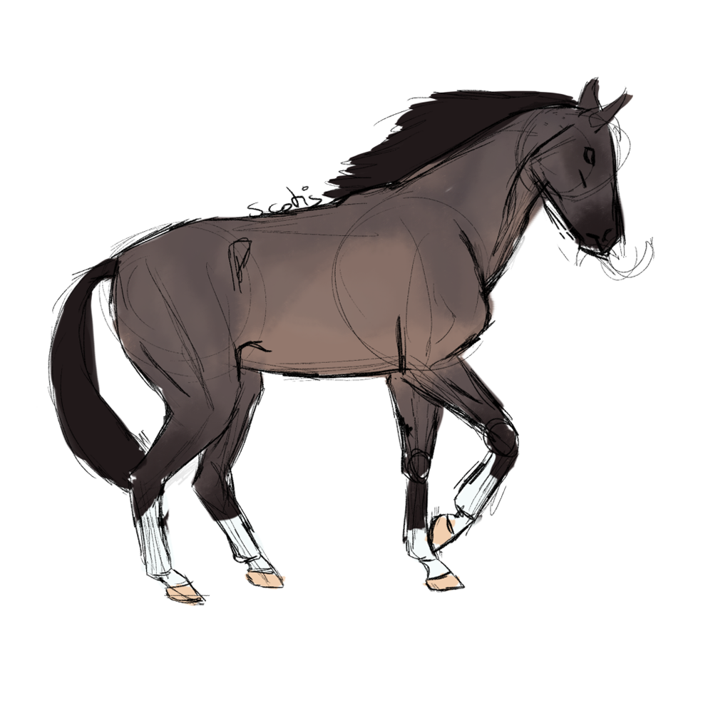 Cheval de selle bai dun, sketch par Scotis