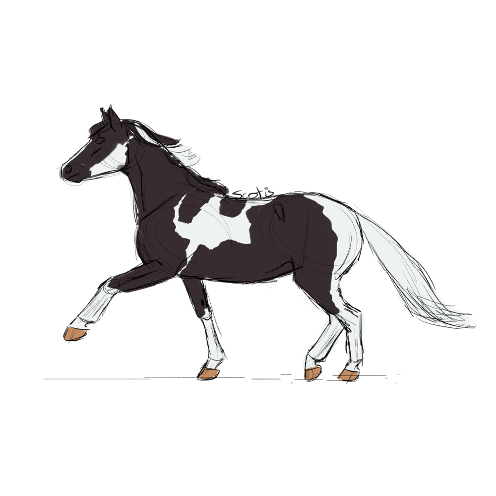 Cheval de selle pie-noire au trot, sketch par Scotis