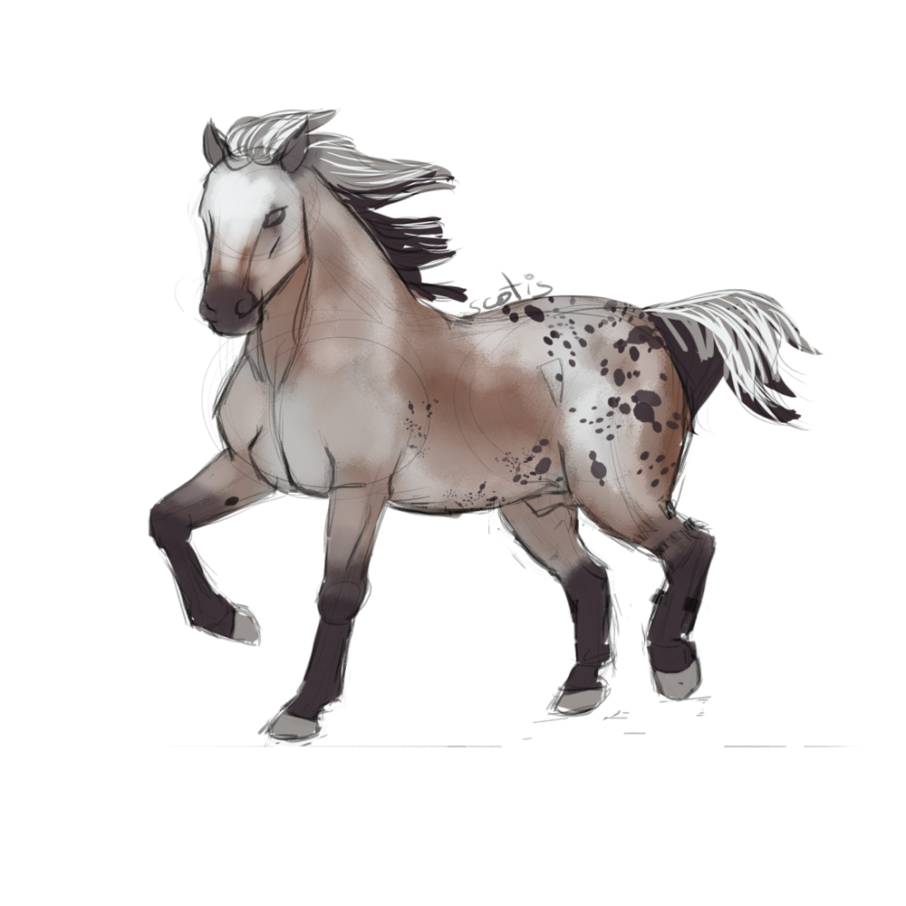 Cheval de selle appaloosa varnish bai trottant, sketch par Scotis