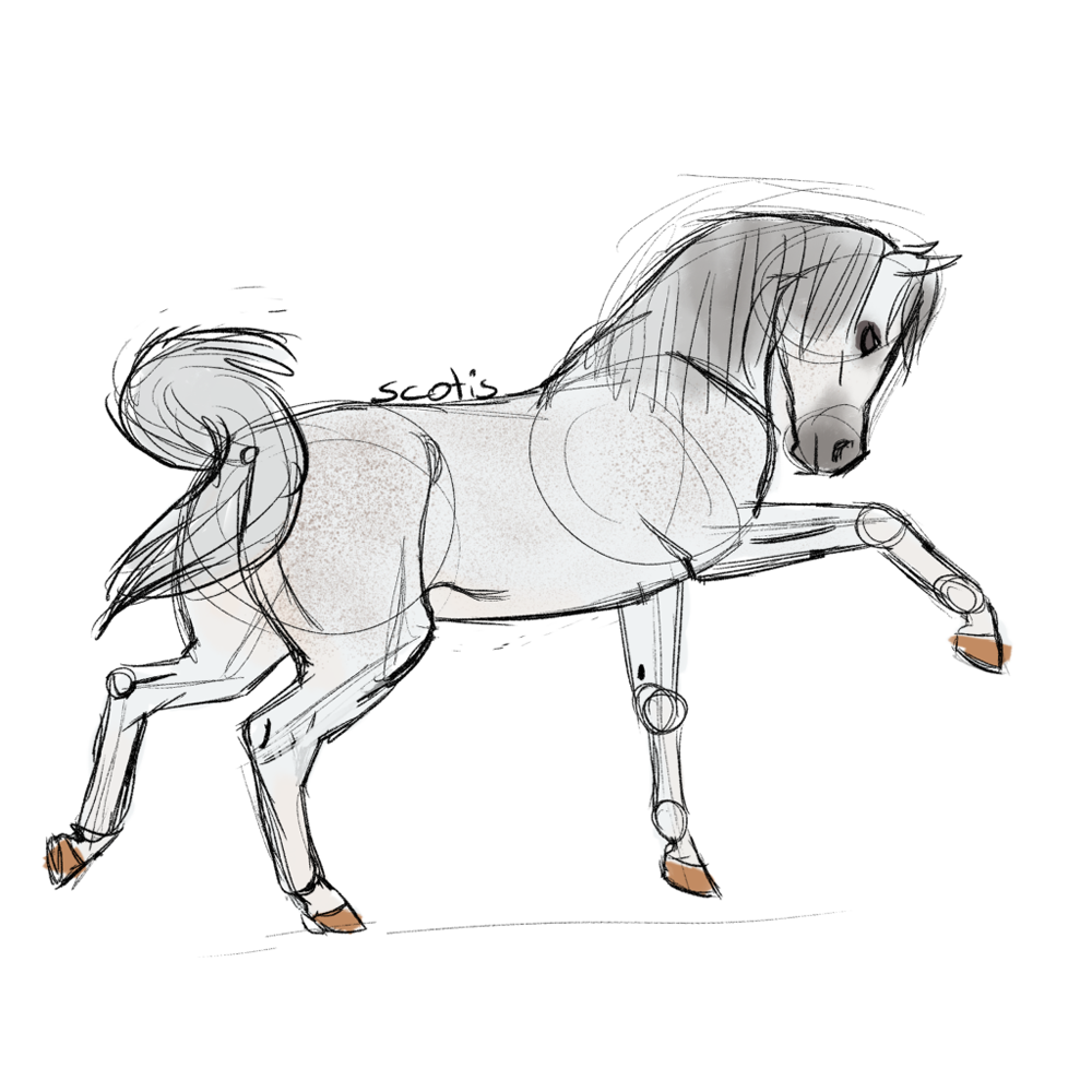 Cheval arabe gris faisant le kéké, croquis par Scotis