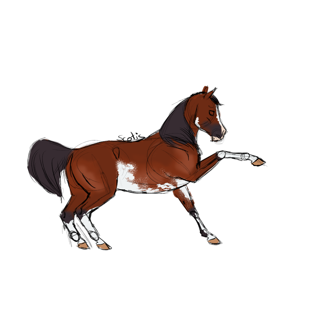 Cheval de selle pie bai sabino faisant une jambette, croquis par Scotis