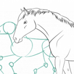Comment dessiner facilement un cheval (avec une anatomie correcte)